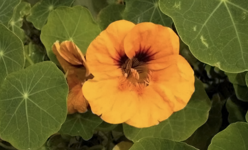 Nasturtium